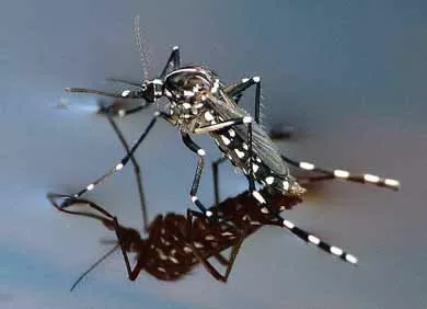 Paura-a-Soliera-per-persona-contagiata-da-Virus-Chikungunya-contratto-in-vacanza