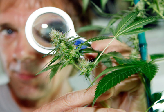 Cannabis-terapeutica-al-via-coltivazione-in-Italia-a-Firenze
