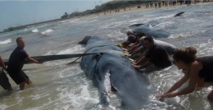 Vasto-bilancio-tragico-per-i-7-capodogli-spiaggiati-4-non-sono-sopravvissuti