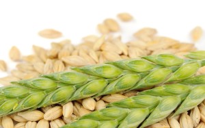 L-orzo-ha-le-proprietà-di-riparare-il-cuore-dopo-l-infarto