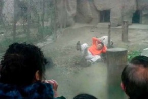 Tragedia a Nuova Delhi ragazzo azzannato da rara tigre bianca
