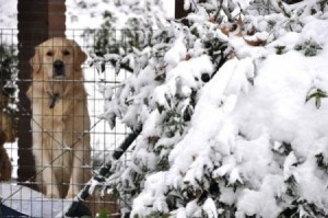 Laura-Pausini-dramma-il-suo-cane-è-morto-dopo-essere-stato-investito
