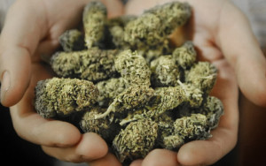 Marijuana-l-uso-continuativo-può-provocare-schizofrenia-e-ansia