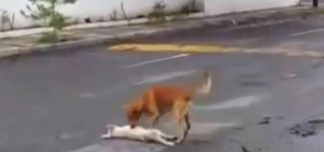 Messico-cane-cerca-di-salvare-il-suo-amico-investito-da-un-auto