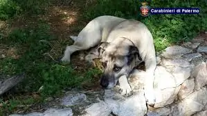 Misilmeri-choc-bimbo-di-soli-due-anni-azzannato-alla-testa-dal-suo-cane