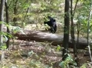 New -ersey-ragazzo-fotografa-orso-ma-il-grosso-animale-lo-uccide