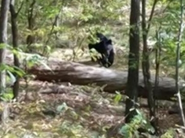 New -ersey-ragazzo-fotografa-orso-ma-il-grosso-animale-lo-uccide