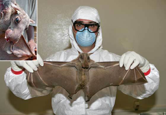 Ebola, il primo paziente era un bambino contagiato da pipistrelli