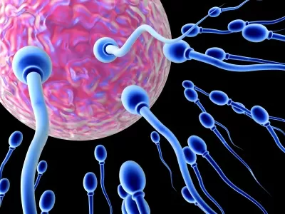 Fecondazione-veri-fuochi-d-artificio-l-incontro-tra-spermatozoo-e-ovuli