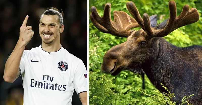 Ibrahimovic-a-caccia-uccide-un-alce-da-500-kg-polemiche-animalisti