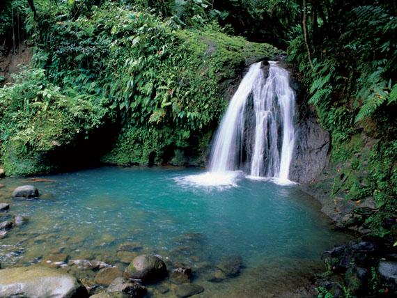 Foreste-tropicali-assorbono-grandi-quantità-di-anidride-carbonica