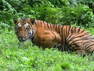 India, tigri aumenta il numero 800 esemplari in più in 7 anni