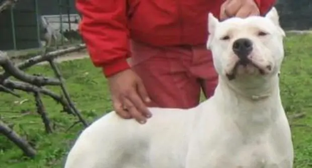 Milano-accarezza-il-cane-e-viene-ucciso-a-calci-e-pugni