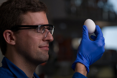 Uovo sodo può tornare ad essere liquido, importante scoperta contro il cancro
