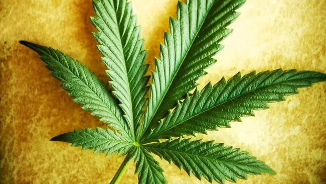 Legalizzazione-marijuana-in-Italia-arriva-proposta-legge-bipartisan