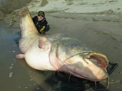 Po-gemelli-multati-per-aver-pescato-pesce-siluro-da-record