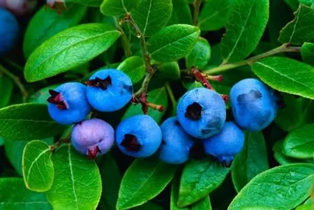 I-mirtilli-aiutano-a-superare-lo-stress-da-traumi-psicologici