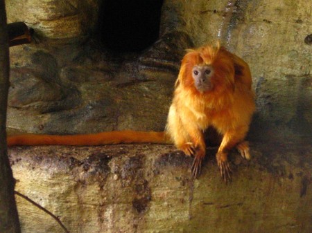 Francia-17-scimmie-rare-sparite-dallo-zoo-di-Beauval