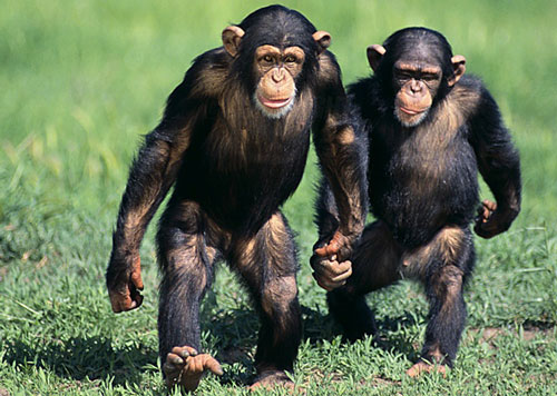 Il-mal-di-schiena-è-stato-ereditato-dai-scimpanzé