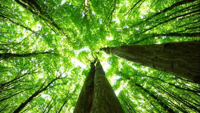 Onu-Italia-è-più-verde-200-alberi-per-ogni-cittadino