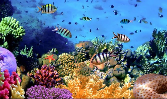 Barriere coralline a rischio: solo la geoingegneria può preservarle