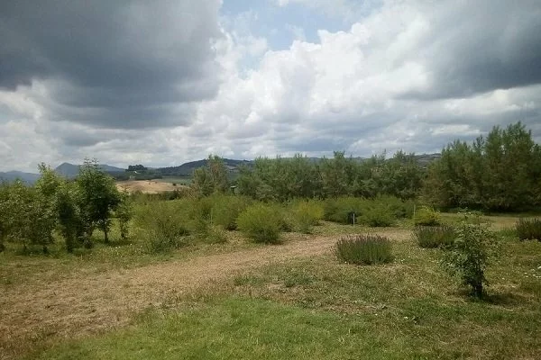 Marche-da-discarica-a-Oasi-della-biodiversità-grazie-anche-alle-api