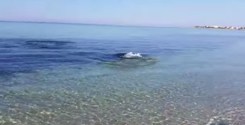 Punta Prosciutto, squalo insegue un piccolo pesce fino alla riva, video