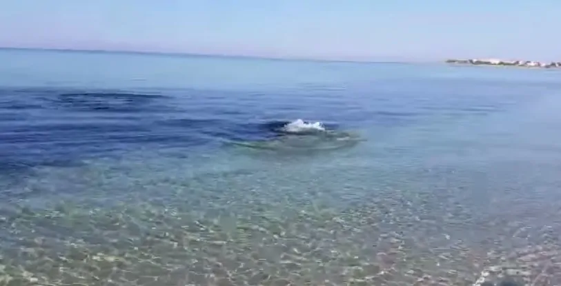 Punta-Prosciutto-squalo-insegue-un-piccolo-pesce-fino-alla-riva-video
