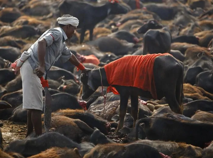 Nepal-stop-a-sacrificio-animali-per-Gadhimai-Festival