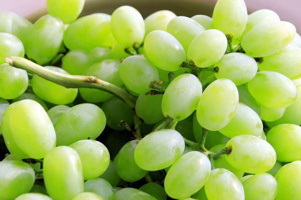 Biocarburante green si ricava dagli scarti dell’uva