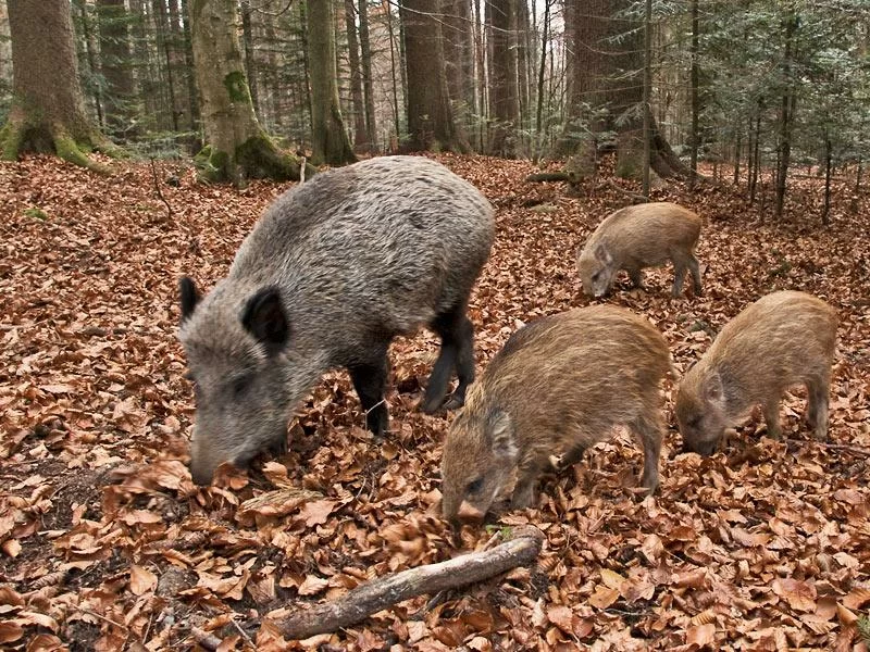 Cefalù-uomo-muore-dopo-aggressione-cinghiale-ferita-la-moglie