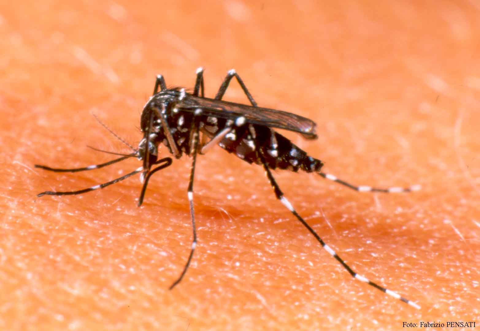 Allarme a Firenze per nuovo contagio di Dengue