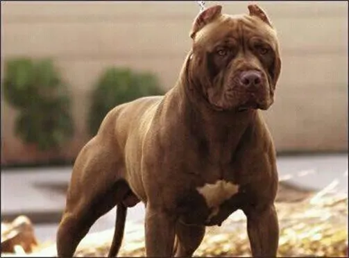 Bari-arrestato-spacciatore-che-era-barricato-in-casa-con-un-pitbull