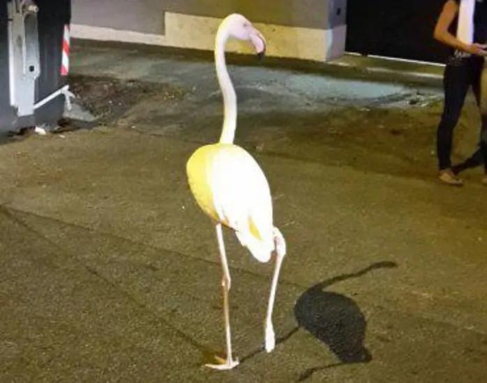 Roma-un-fenicottero-rosa-in-giro-per-le-strade-del-Parioli