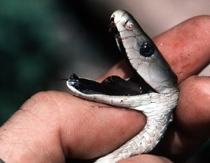 Antidoto-contro-i-morsi-di-serpente-è-quasi-esaurito