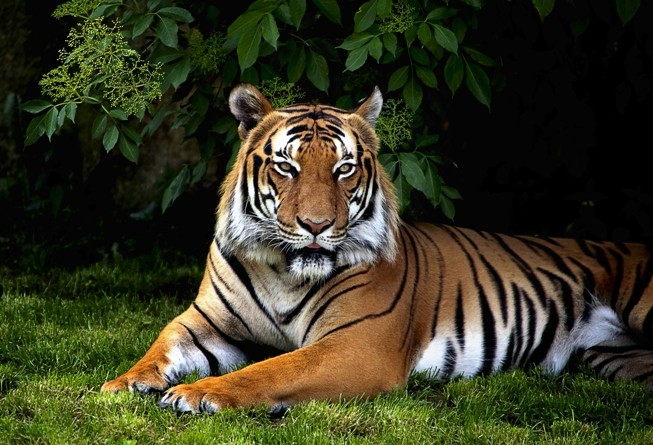 Nuova Zelanda, orrore allo zoo guardiana sbranata da una tigre