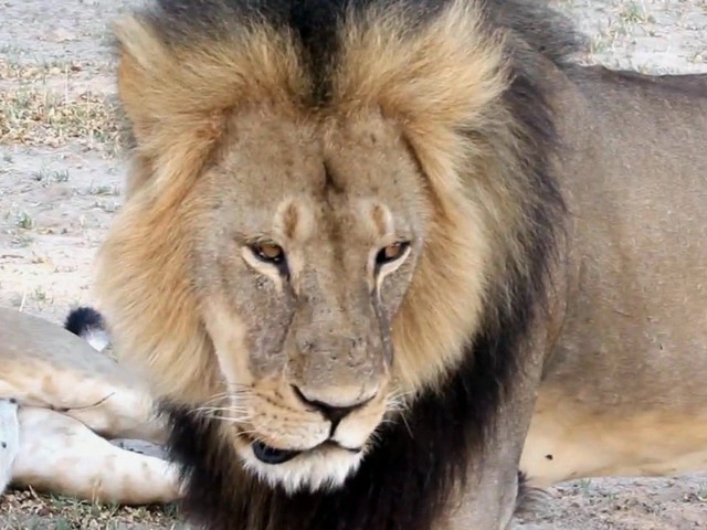 Zimbabwe, Walter Palmer dentista che uccise il leone Cecil non sarà incriminato