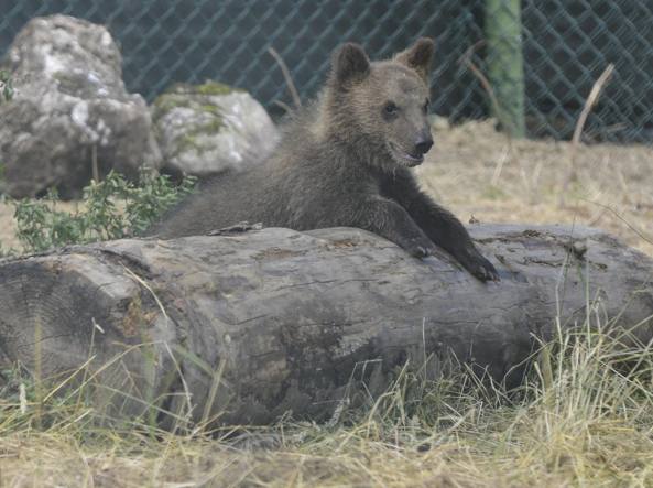 Abruzzo, l’orsetta Morena abbandonata dalla madre presto in libertà