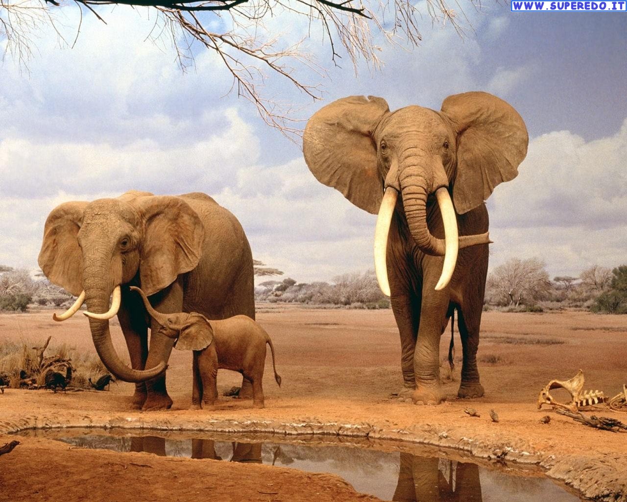 Zimbabwe è strage di elefanti ad ottobre avvelenati 62 esemplari