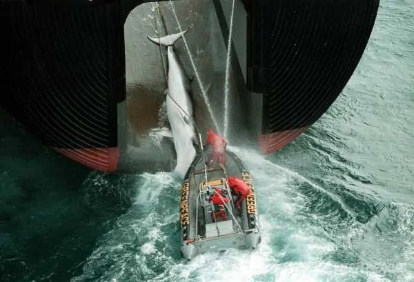 How-to-Change-the-World-la-leggenda-di-Greenpeace-in-un-documentario