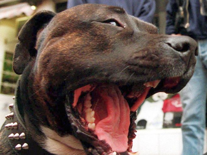 Cisternino, noto professore barese azzannato da due pitbull dei vicini di casa è gravissimo