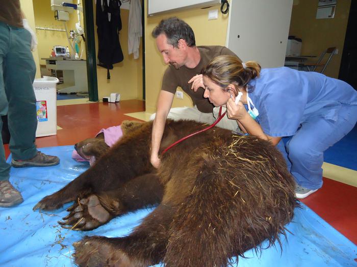 Orso bruno operato di ernia del disco, intervento durato 12 ore