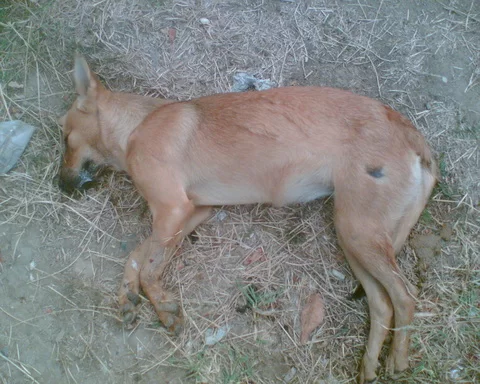 Palermo-cane-gettato-vivo-in- un-cassonetto-con-una-siringa-al-collo