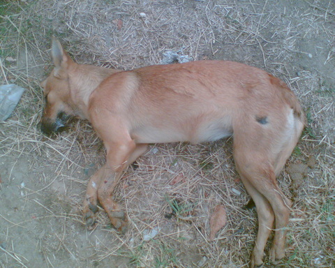 Palermo, cane gettato vivo in un cassonetto con una siringa al collo