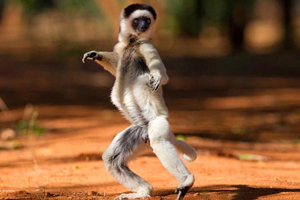 Madagascar progetto italiano salva i lemuri e 1600 ettari di foresta pluviale