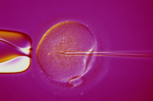 Donatore di sperma, le caratteristiche richieste sono timido e introverso