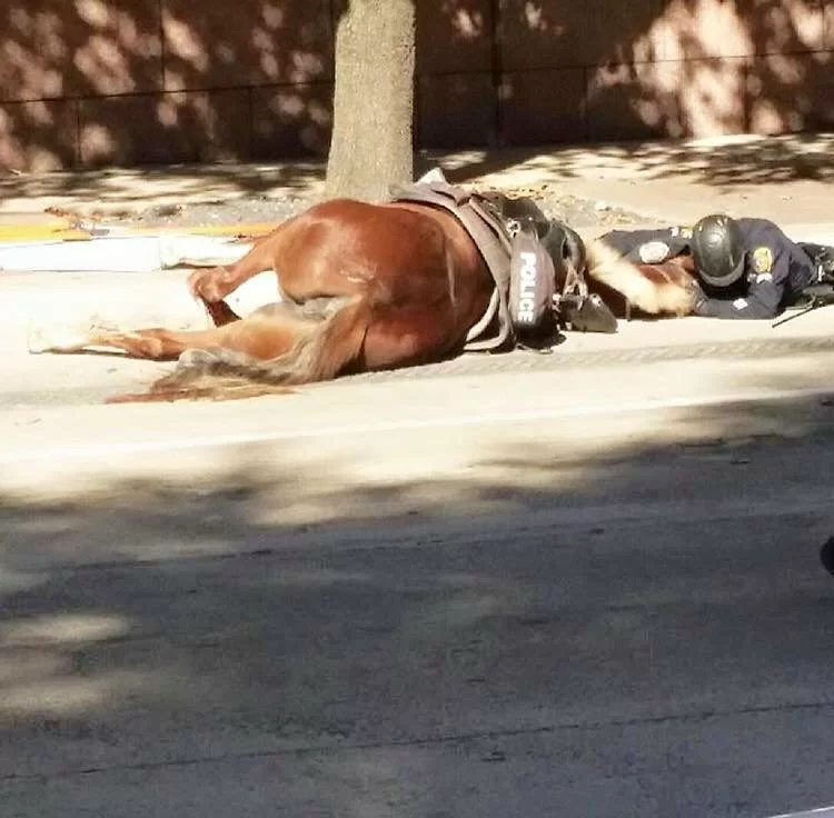 Usa-l-abbraccio-tra-il-cavallo-morente-e-il-poliziotto-commuove-il-web