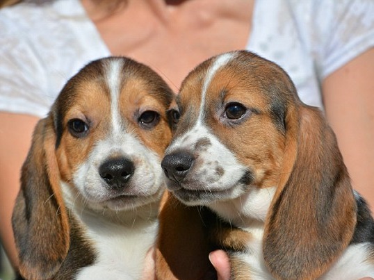 Cani in provetta dopo 40 anni di ricerche concepiti i primi 7 cuccioli