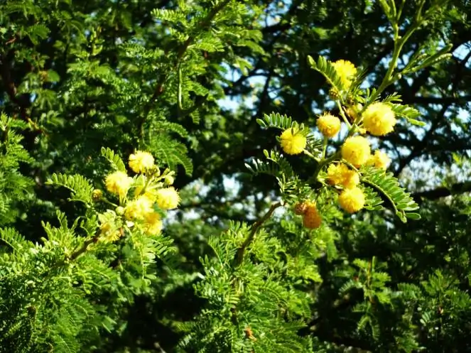 Natale-per-le-temperature-la-natura-è-impazzita-con-mimose-e-zanzare