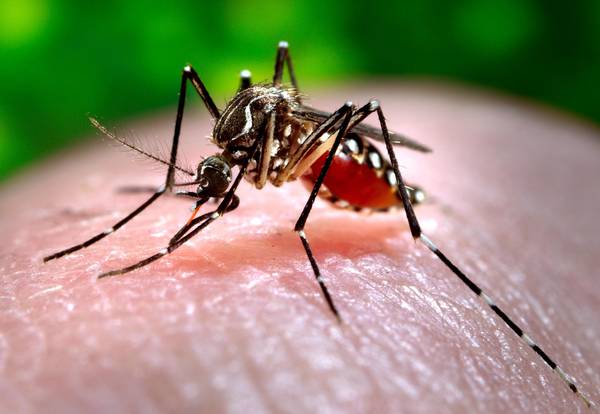 Zika, il virus non ha vaccini si è estende a macchia d’olio, paura per Olimpiadi